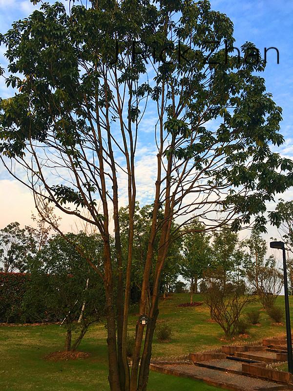(园林造景)景观植物的应用——乔木的力量 - 知乎