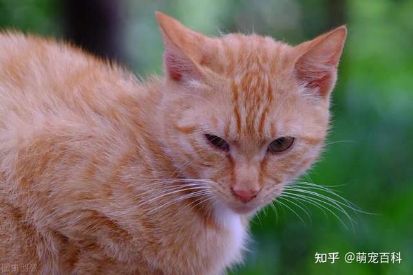 适合女孩子养的6种猫咪 漂亮又粘人 知乎