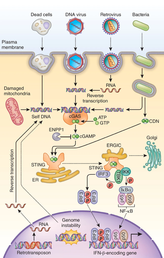 cgas-sting信号通路简介