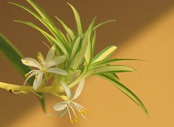 卫生间摆放7种阴生植物 健康好运来 知乎 卫生间摆放7种阴生植物 健康好运来 知乎