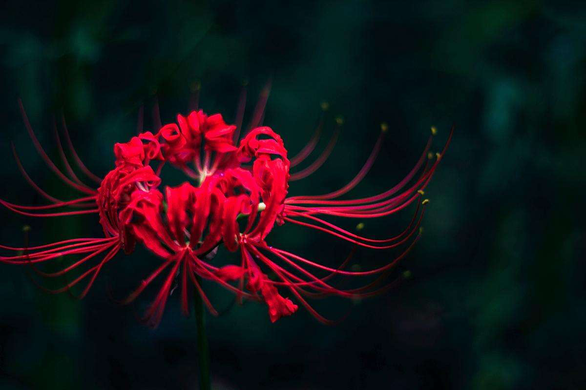 八百里红花延绵后来这里情不断情之所钟者我听闻名为黄泉原是黄沙遍地