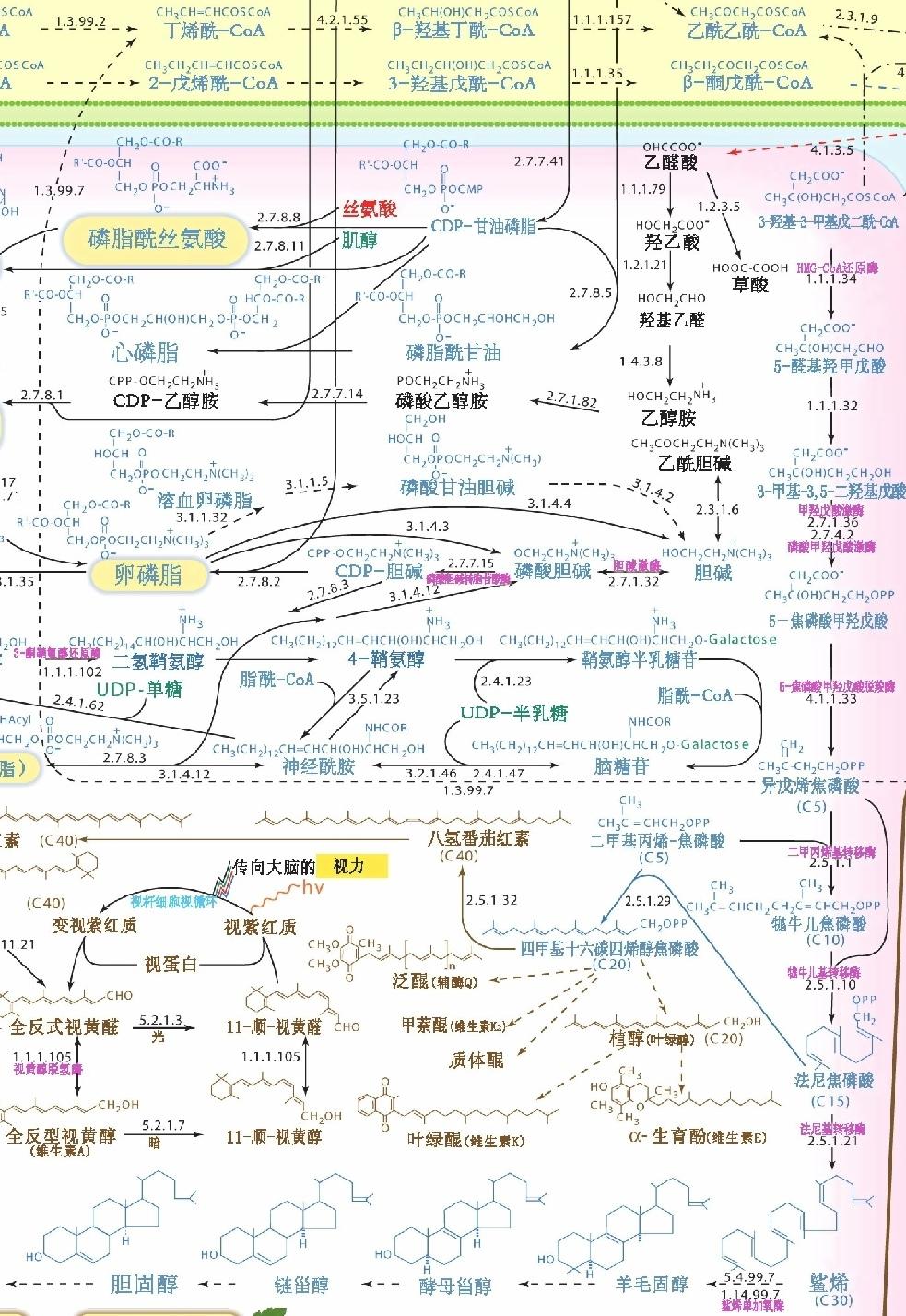 生物化学代谢途径图 - 知乎