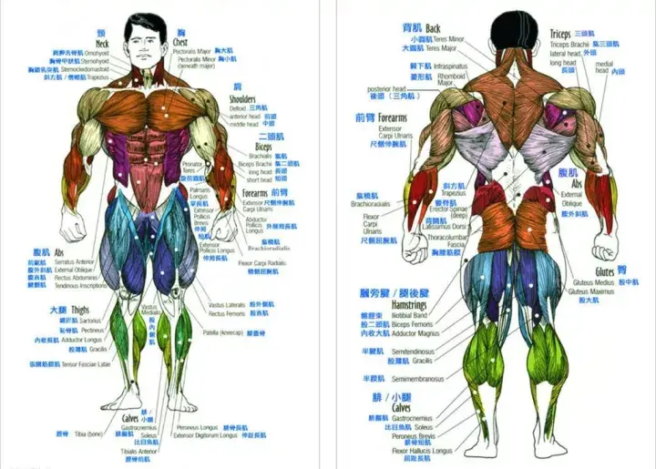 在我们支配肌肉去做动作的时候,相应的肌肉就会收缩以完成我们想要
