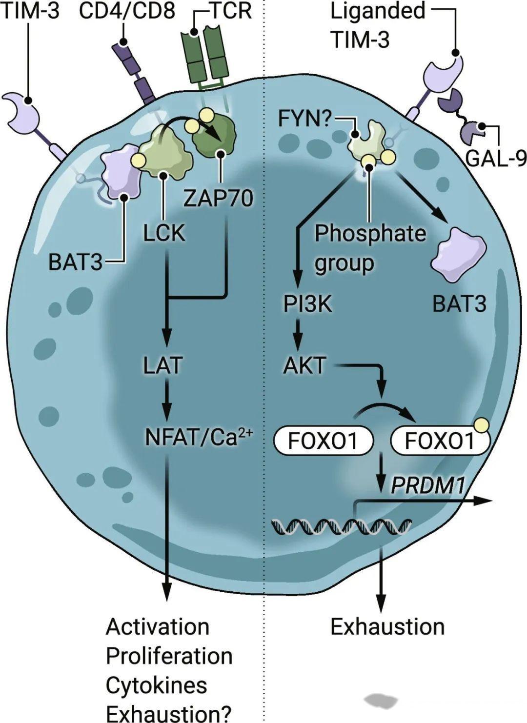 Tim3 Human Science Immunology|超越T细胞耗竭:TIM-3对髓系细胞的调控 - 知乎