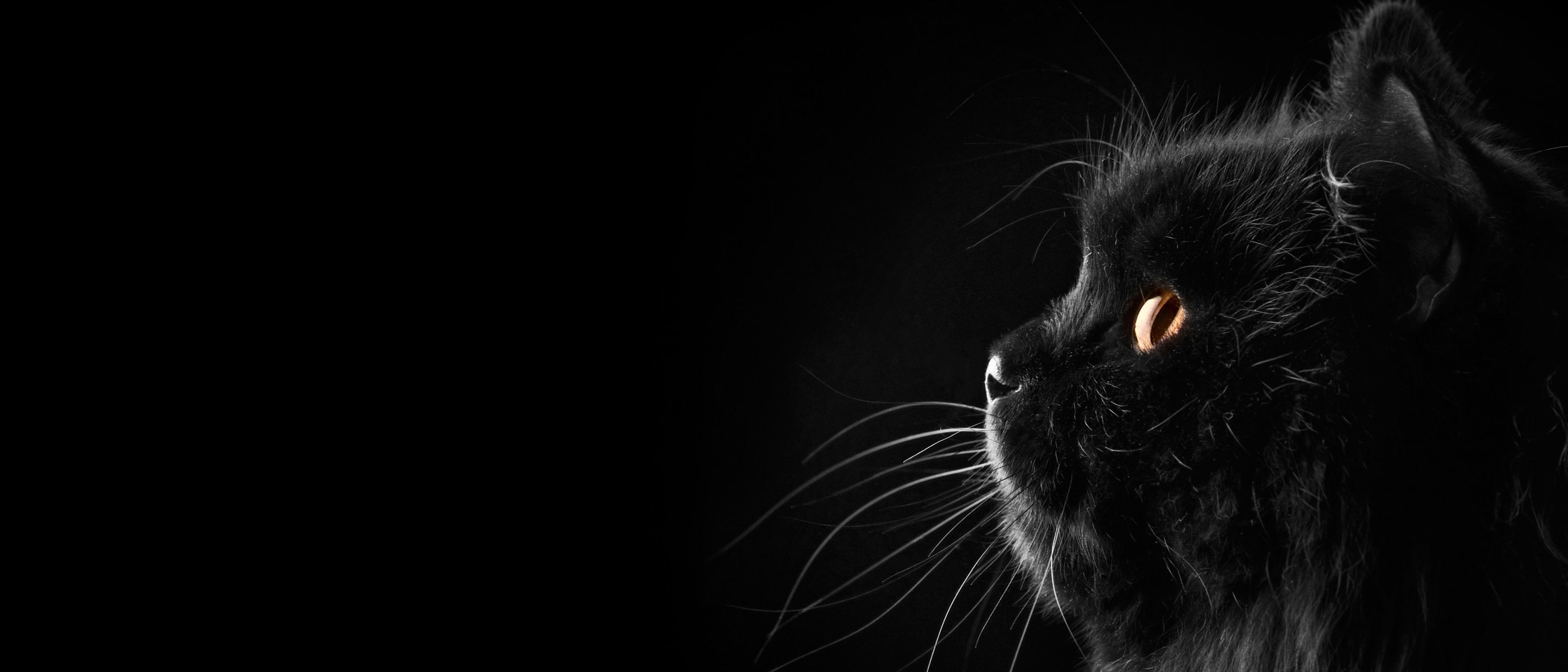 带鱼屏壁纸分享 - 知乎