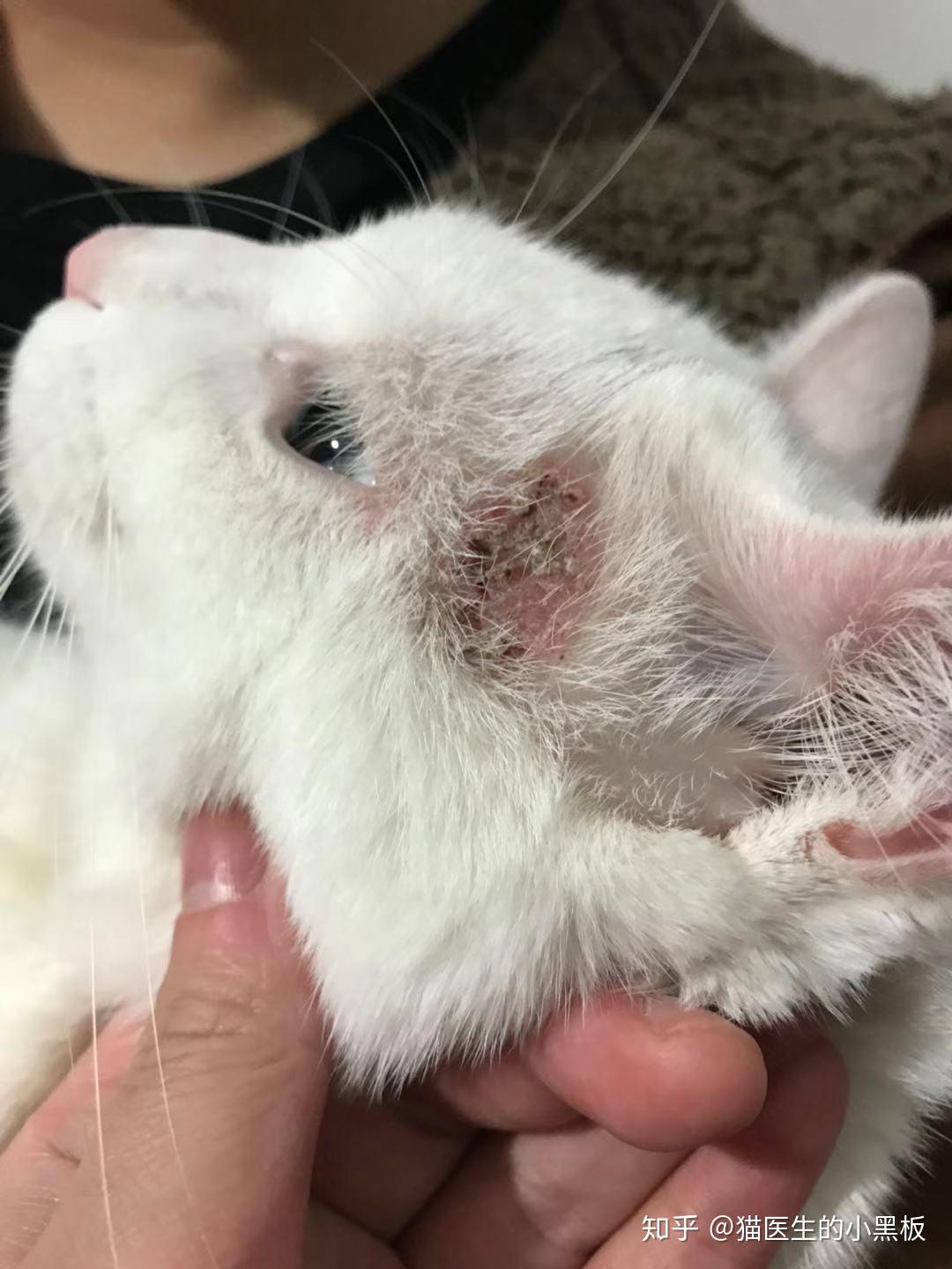 十年临床猫医生100治猫癣的建议