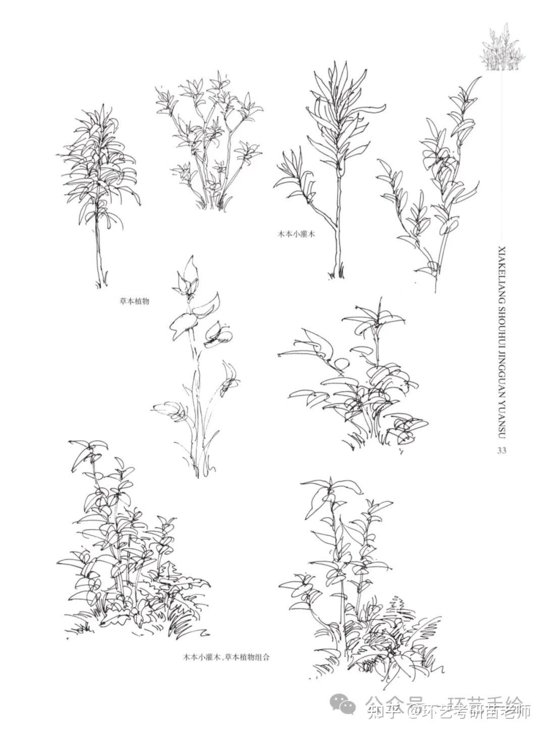 500种景观植物手绘临摹合集