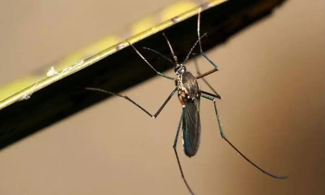 不吸血的蚊子吃什么几个关于蚊子的小知识