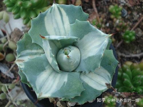 1013天门冬科马兜铃科