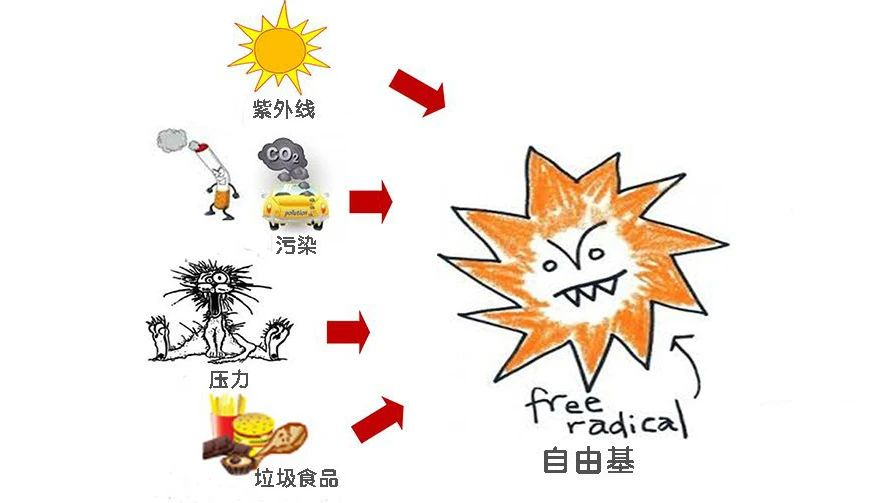 omega3抗氧化抗自由基跟你皮膚變差有什麼關係