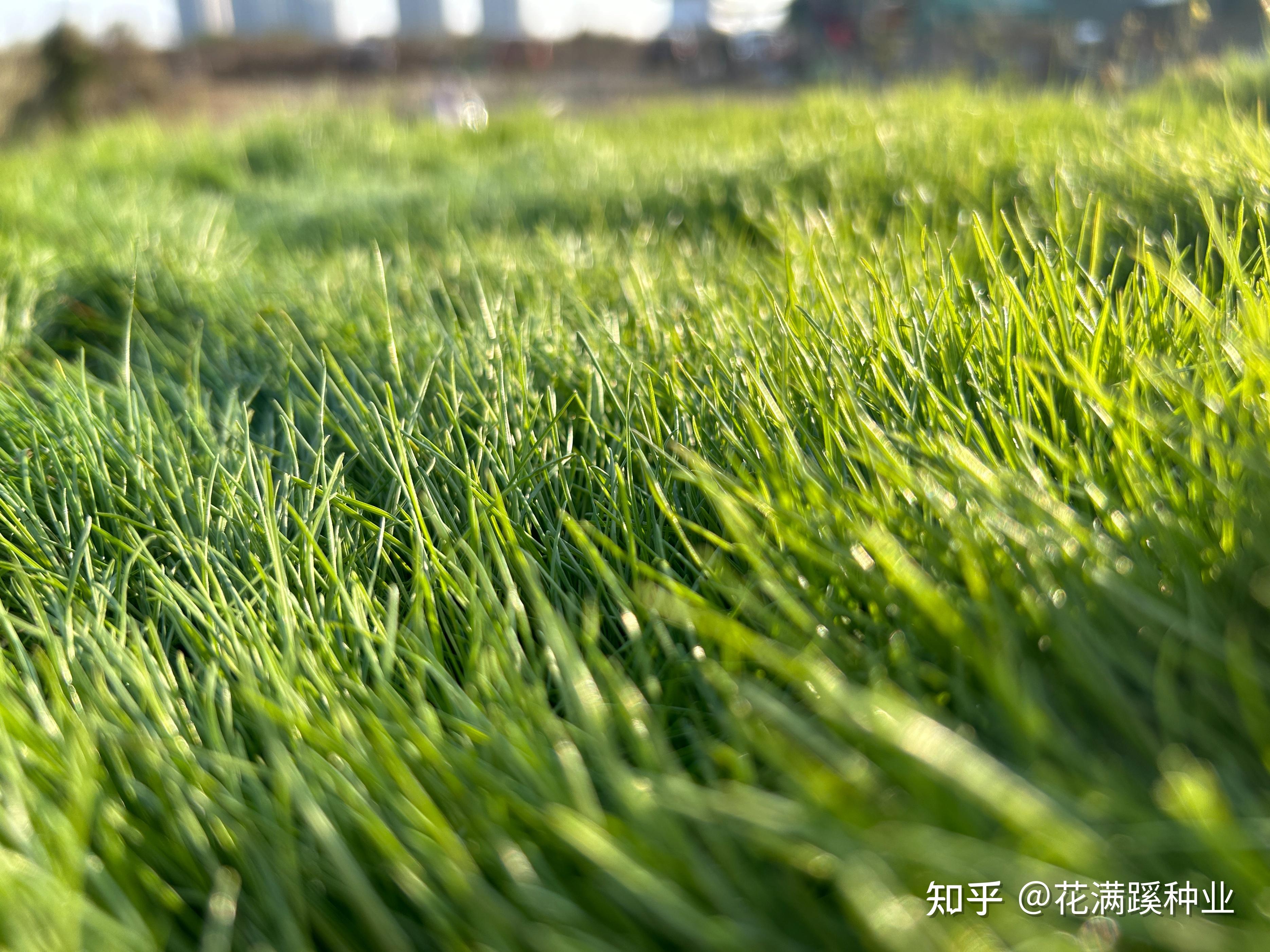 多年生黑麦草草坪如何种植? 