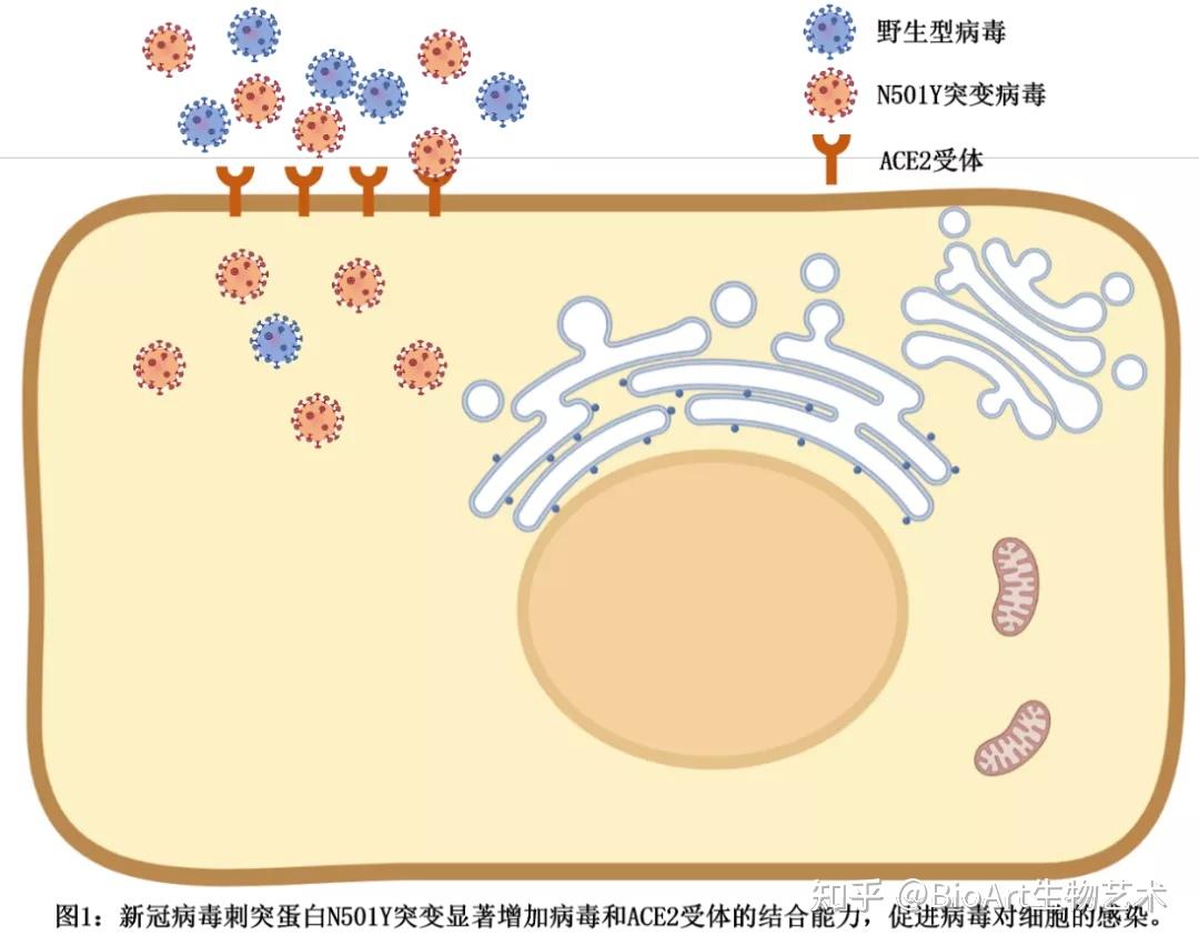 刘洋等揭示新冠病毒刺突蛋白N501Y突变增强病毒感染和传播 - 知乎