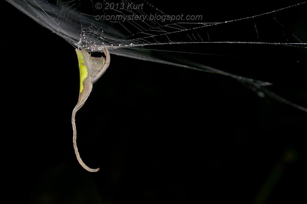 从四枚树叶中看到蜘蛛研究的问题