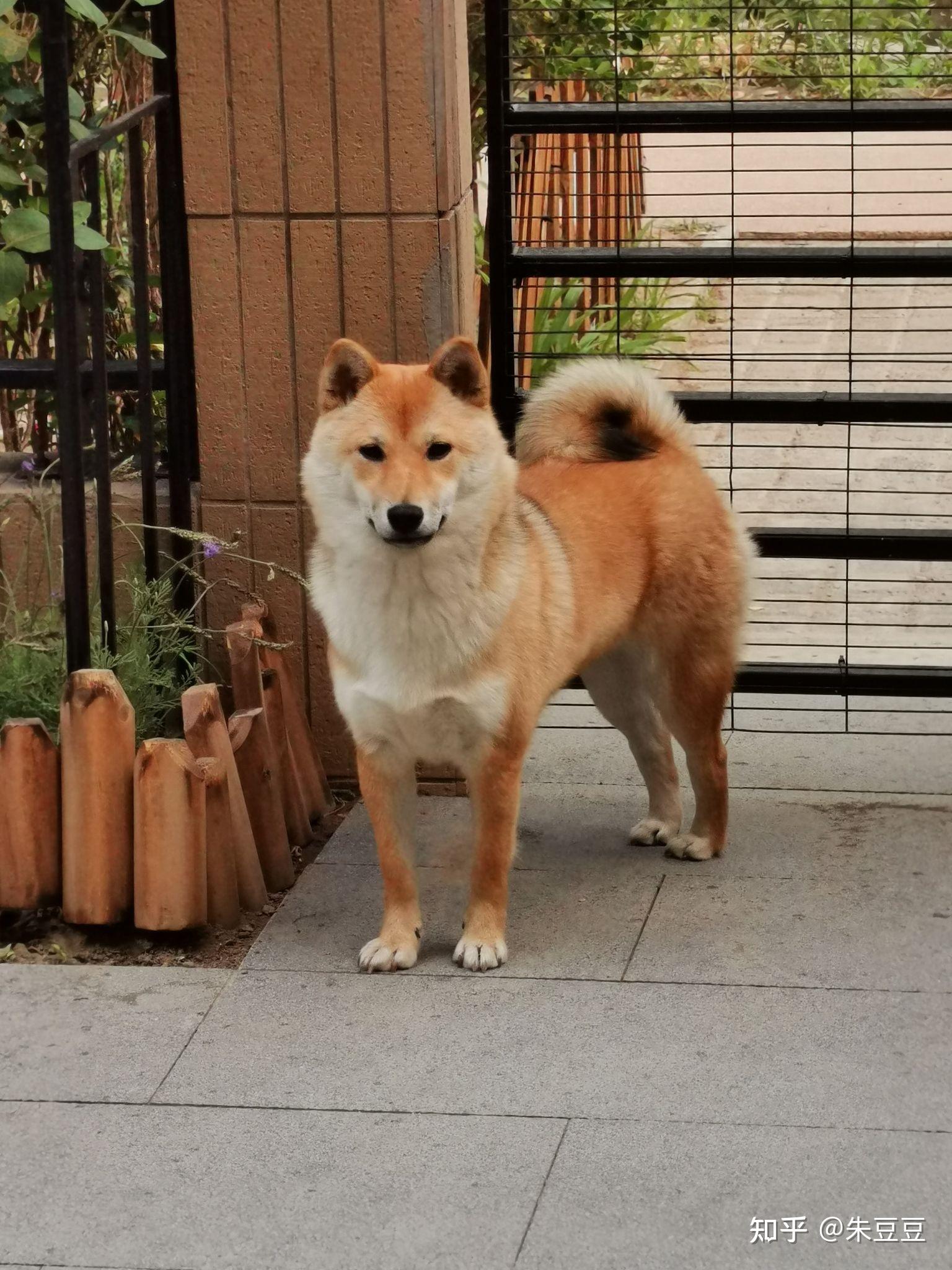 我这个柴犬是串吗好长的狐狸脸