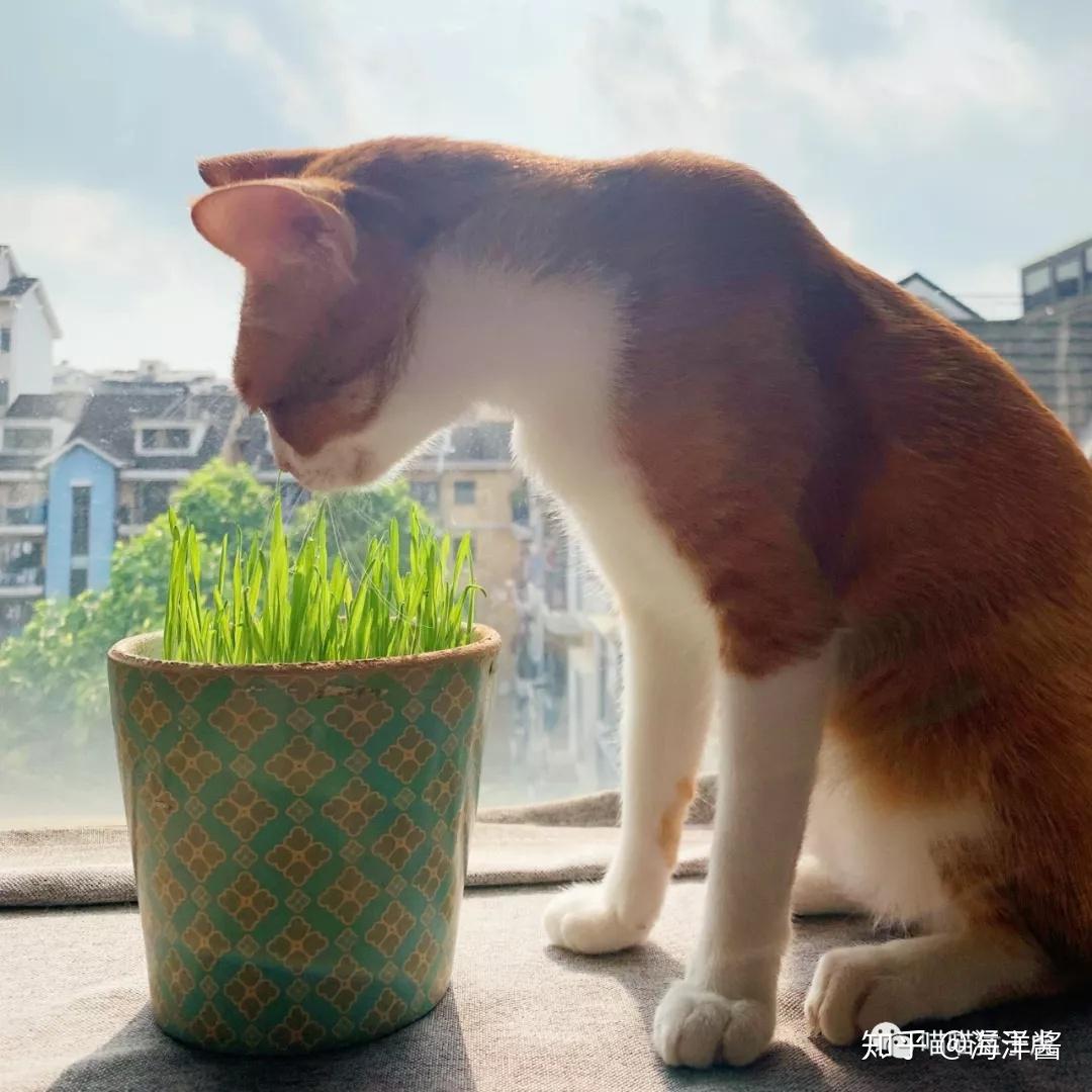猫须草的功效与作用大全 猫须草的副作用有哪些_齐家网