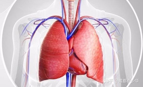 因为肺腺癌和肺癌是有区别的.