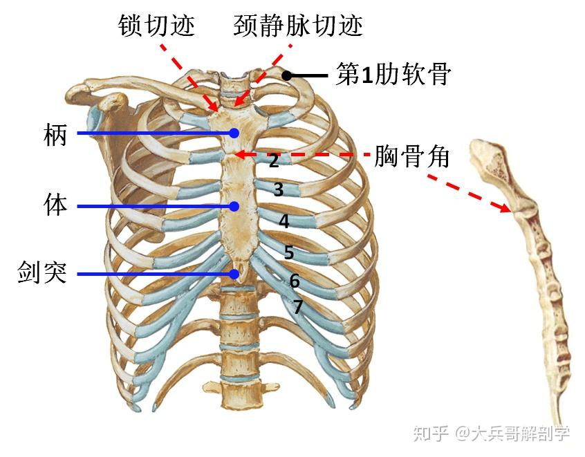 胸骨柄:上方为颈静脉切迹;胸骨体:外侧缘连接第2~7肋软骨,胸骨柄与
