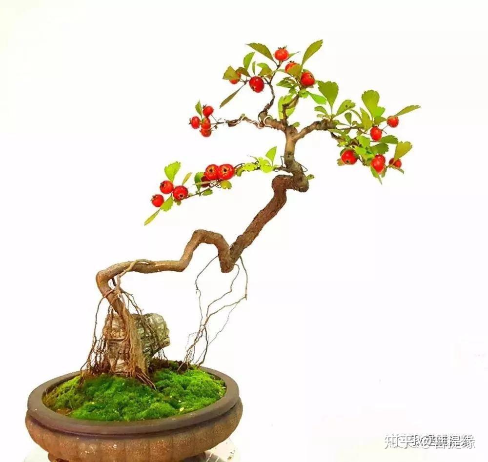 盘古臻艺,山里红盆景欣赏与整形养护