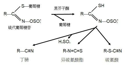 生活中的毒理学蔬菜与甲状腺疾病徐博解毒