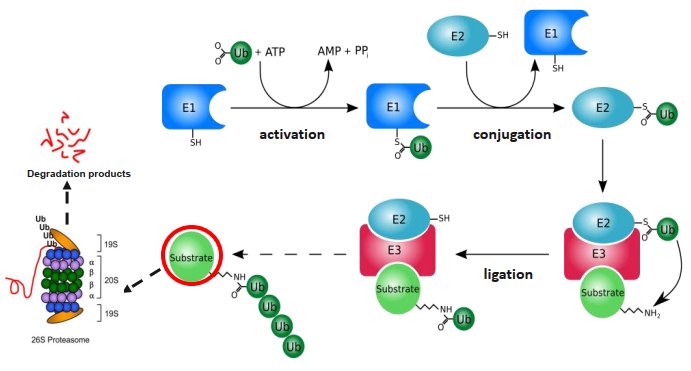2022年生物科学领域top10热点前沿——靶向蛋白降解(tpd)技术 - 知乎