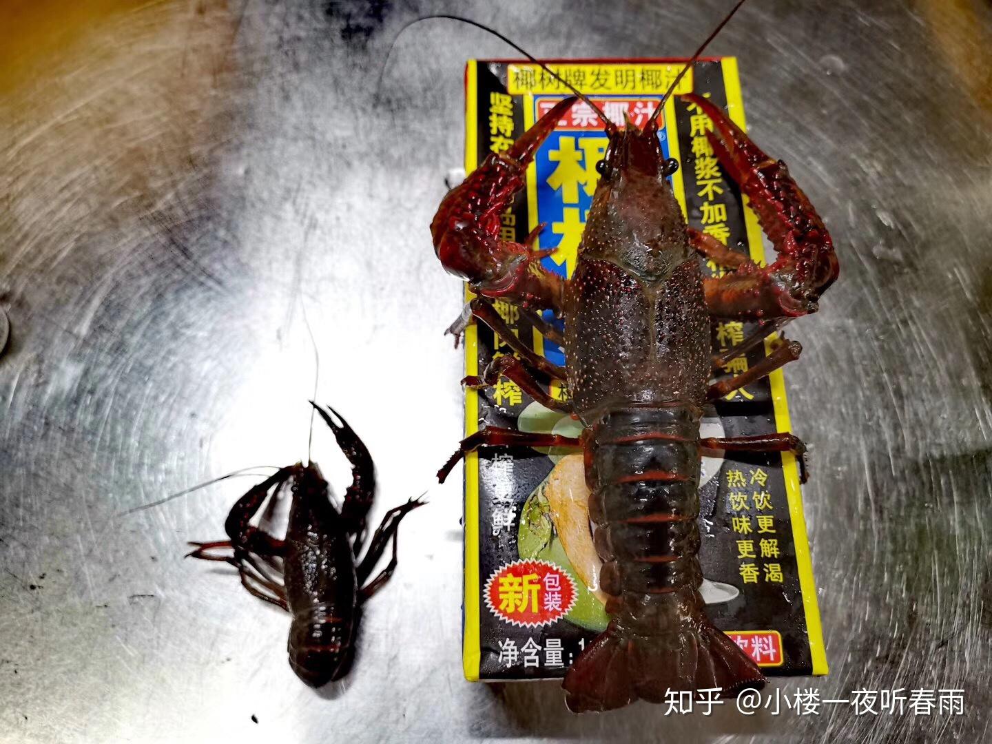 最大的小龙虾有多大?