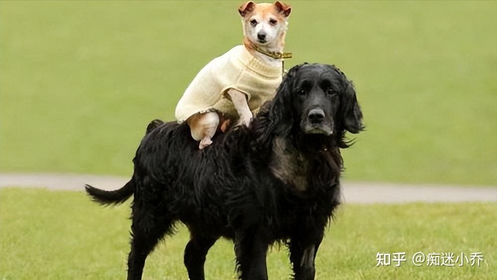 养狗,你喜欢大狗还是小狗,区别真的很大 - 知乎