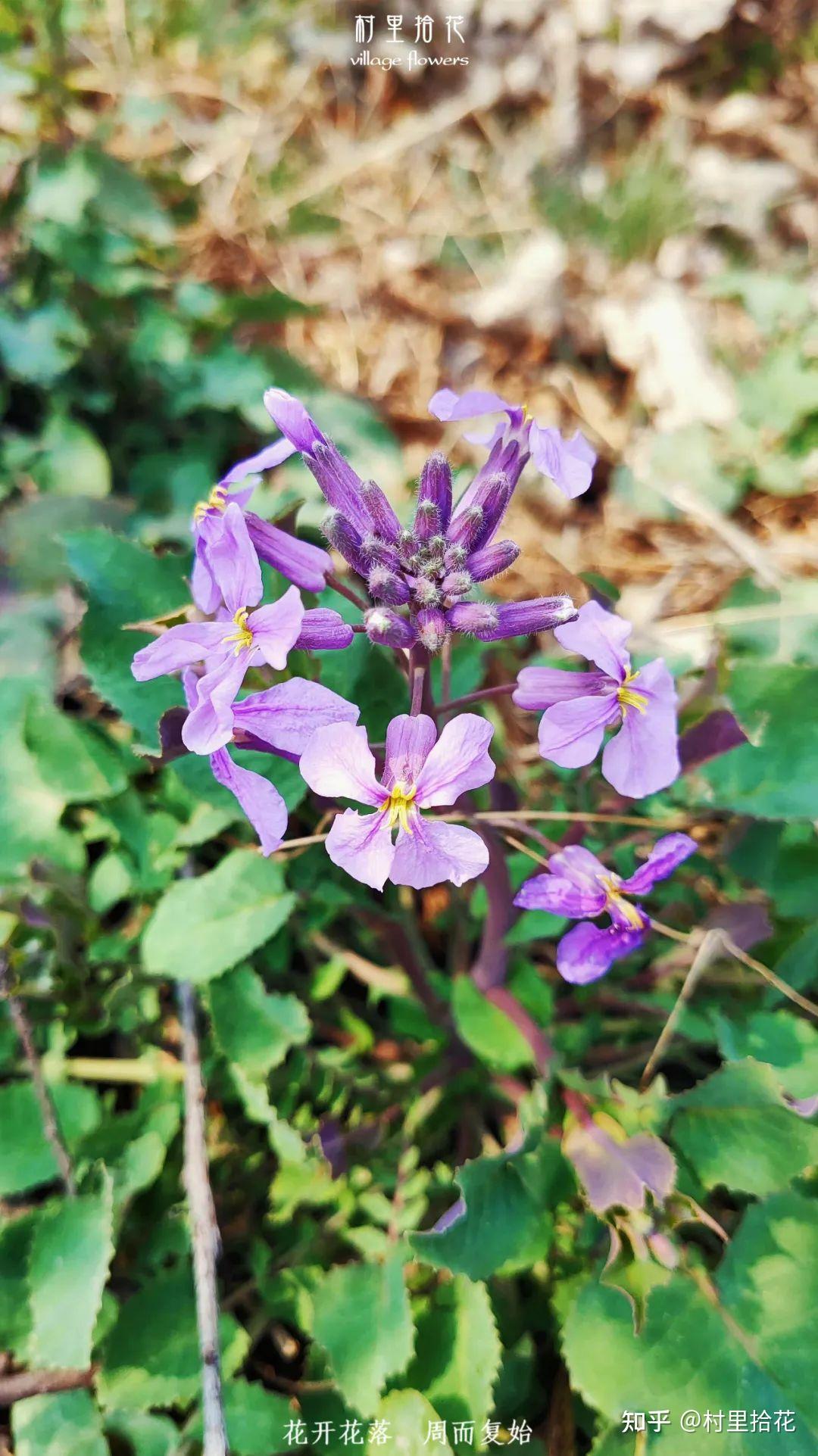 诸葛菜我真的有那么好吃吗