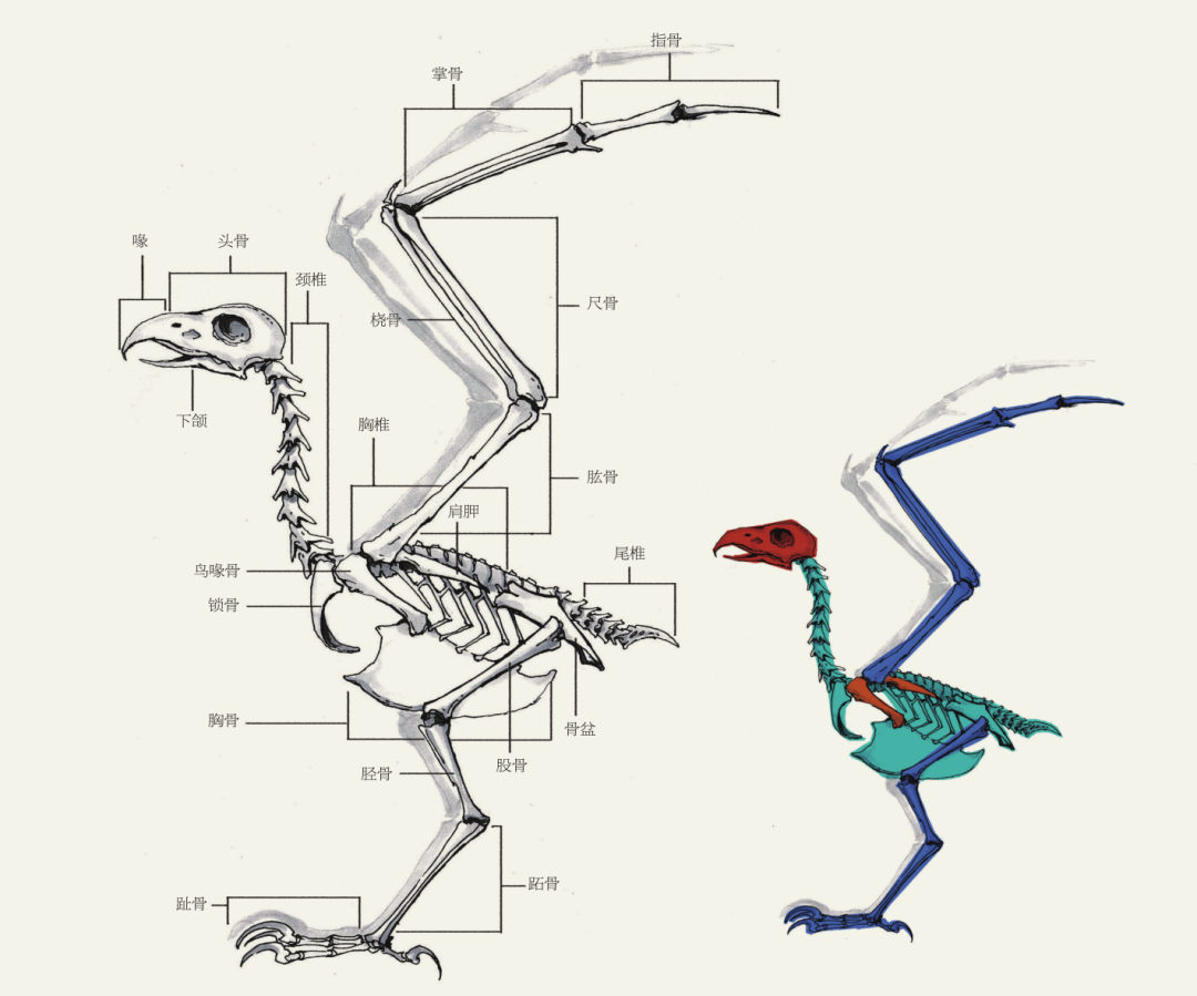 老鹰的身体结构示意图图片