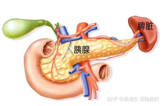 脾大有什么危害图片