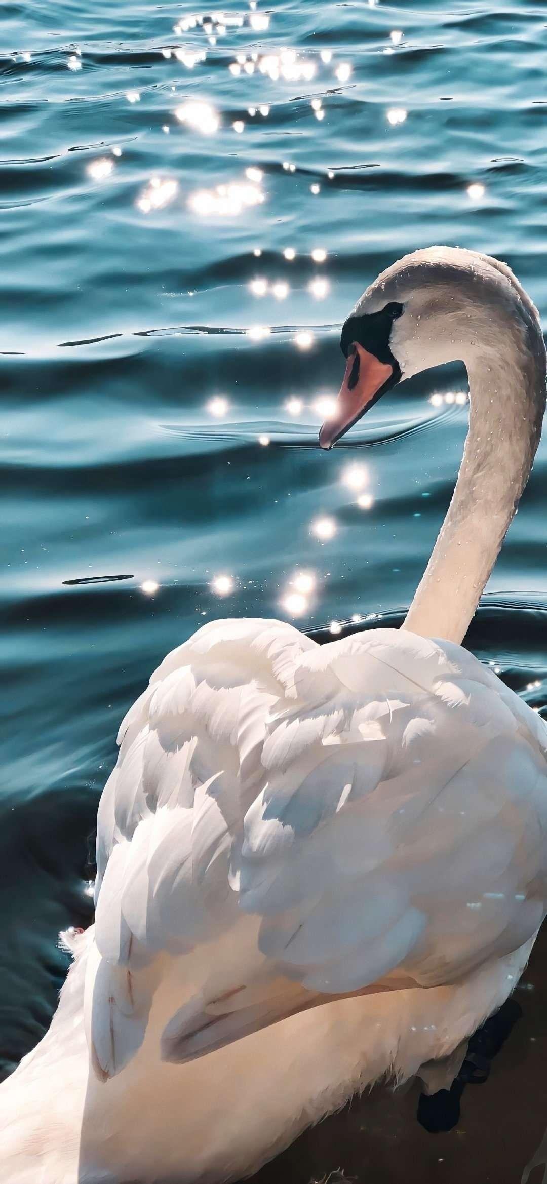 1080_2338竖版 竖屏