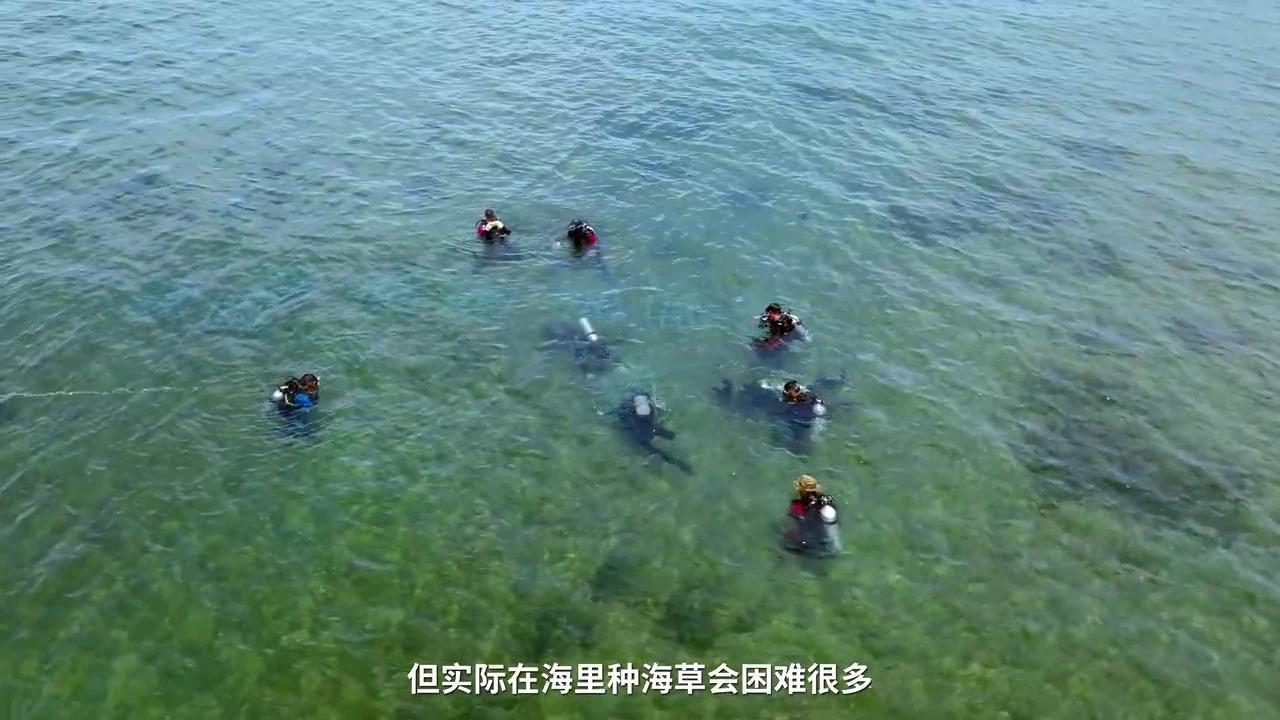 我们下海种了海草保护海洋生态 - 知乎