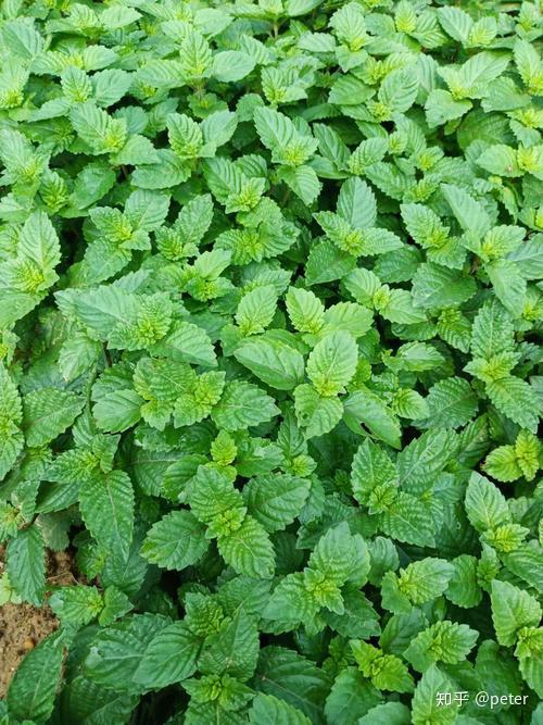 越南凉粉草可以进口了