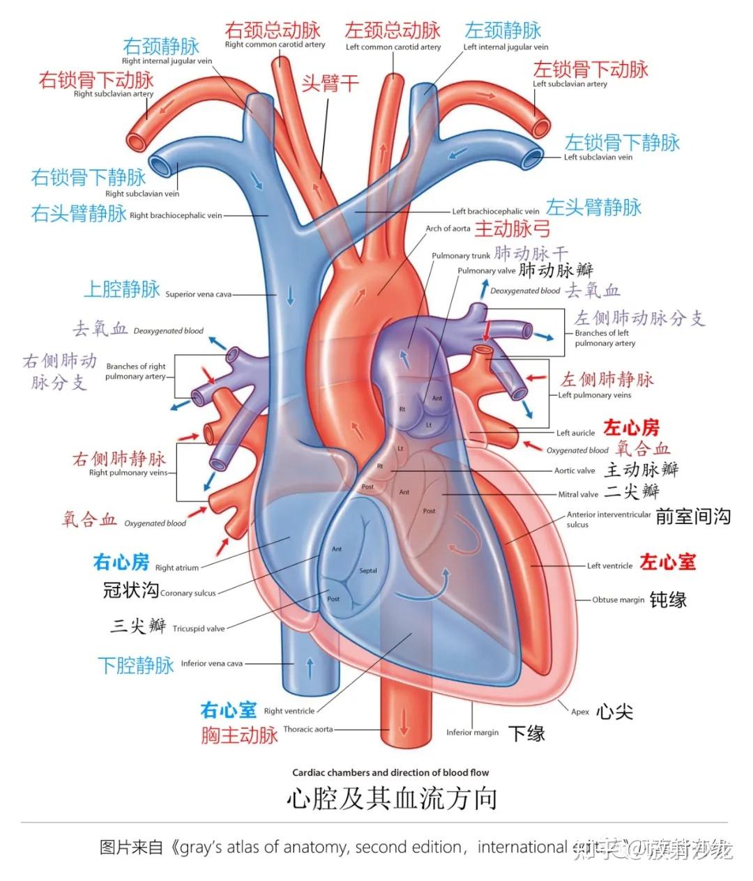 好漂亮的肺部解剖！ - 知乎