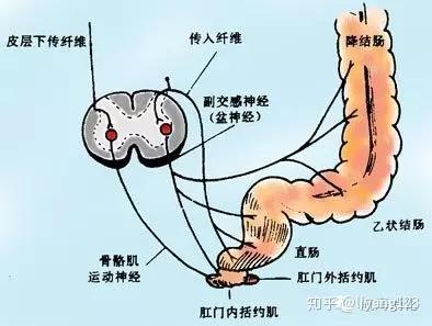 良好的排便 - 知乎