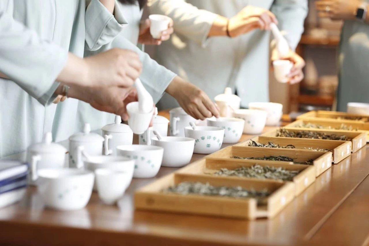 最全中国茶基础知识学茶必备建议收藏一篇文章带你了解茶叶。