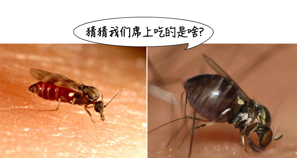 比蚊子还猛的“吸血鬼”,难缠难抓难灭!5招能治它 - 知乎
