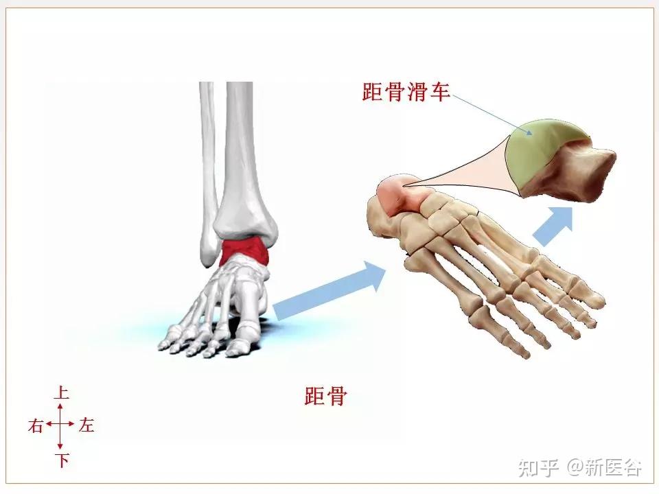 距骨滑车解剖图图片