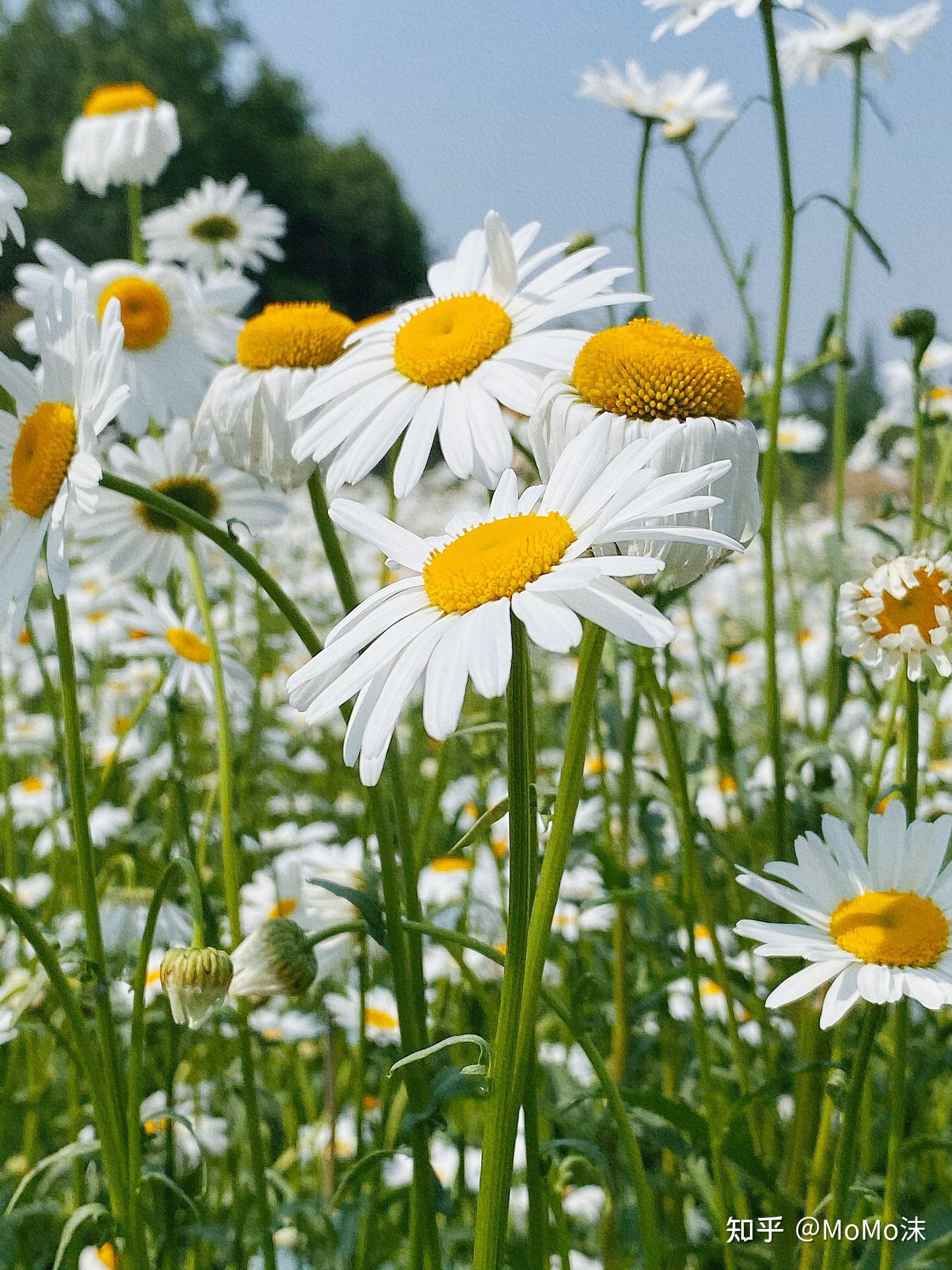 成都雏菊花海 坠入人间的法式浪漫