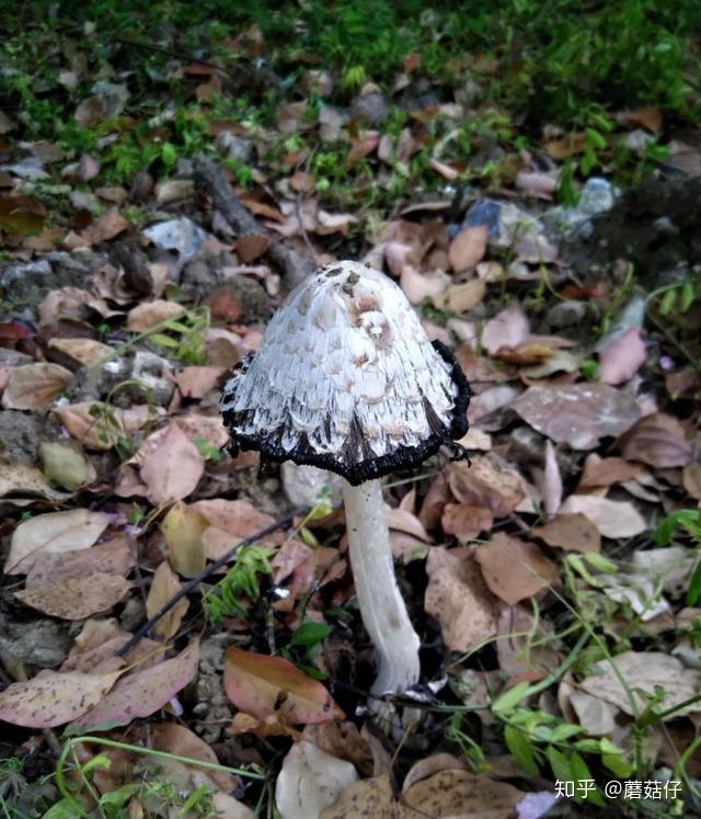 v2-bc6a518e40ac83d02d0b156f12a83cd6_r.jpg