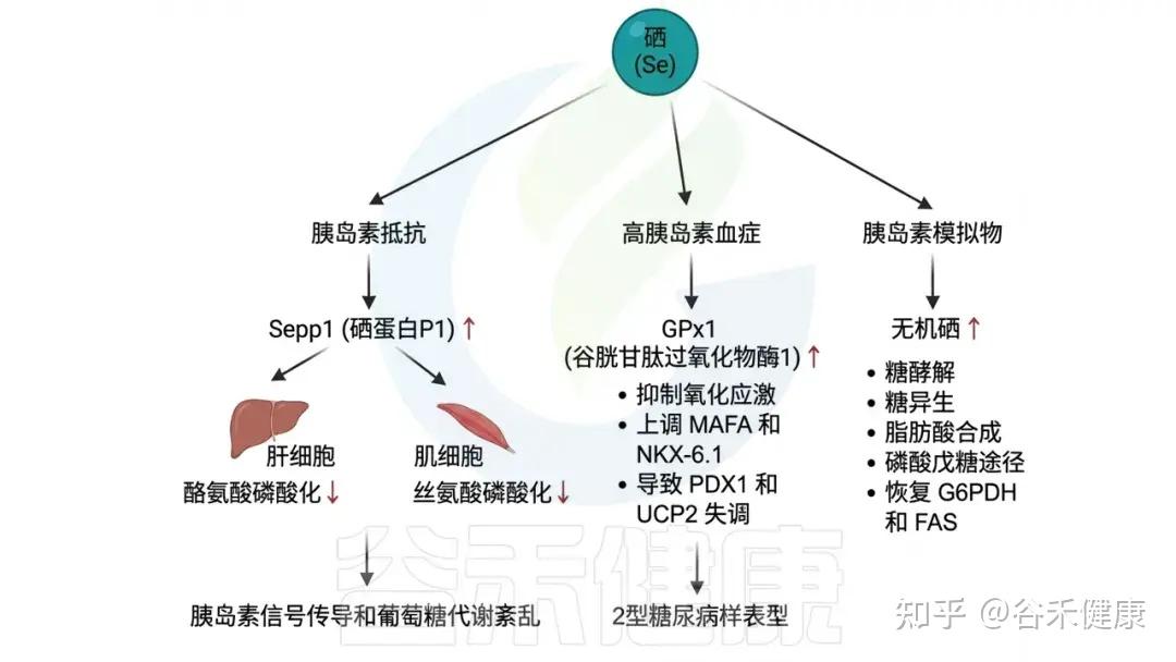 硒的生理功能、缺乏危害,与肠道微生物群的互作及补充策略 - 知乎