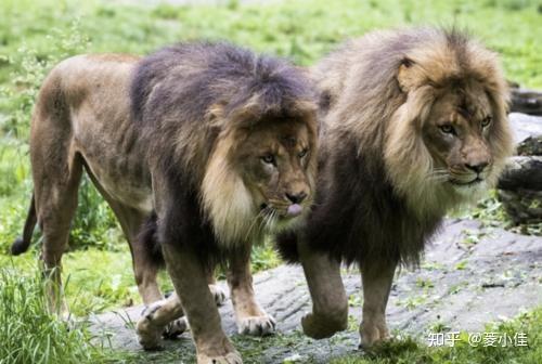 變異新冠出現人傳物印度動物園8只獅子出現新冠症狀