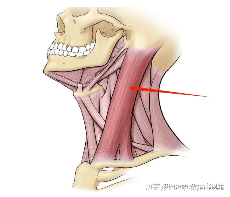 docilecords听话的声带ep1i1呼吸模式之吸气模式