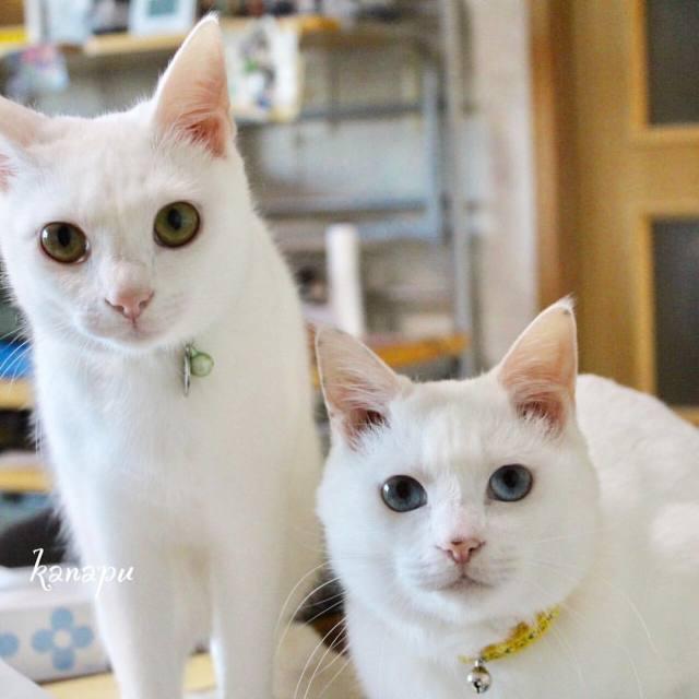 这两只猫咪相爱相杀每天家里上演动作片大戏铲屎官只能静静的做个吃瓜