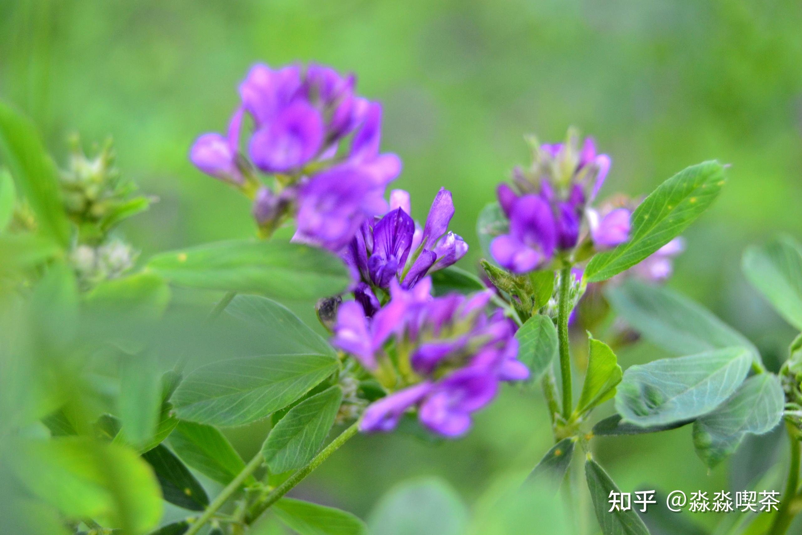 紫花苜蓿桌面图片