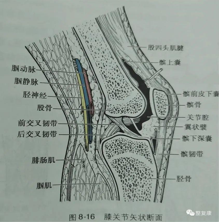 滑膜囊结构图图片