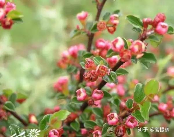 60种 花境植物 知乎