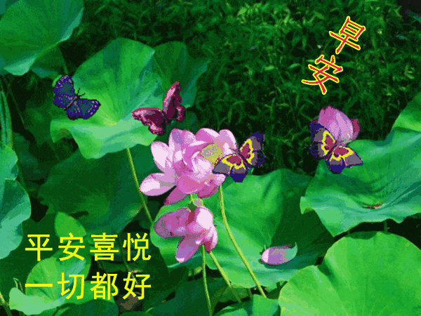 温馨唯美的早上好问候祝福语 早安问候祝福语图片带字 - 知乎