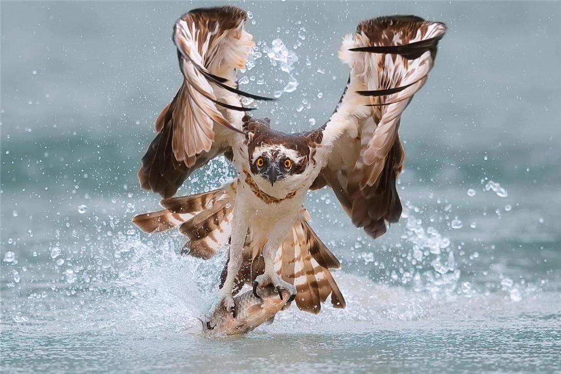 珠江口现神秘猛禽虎爪鹰身锁定水下5米的鱼吃完飞水面洗脚