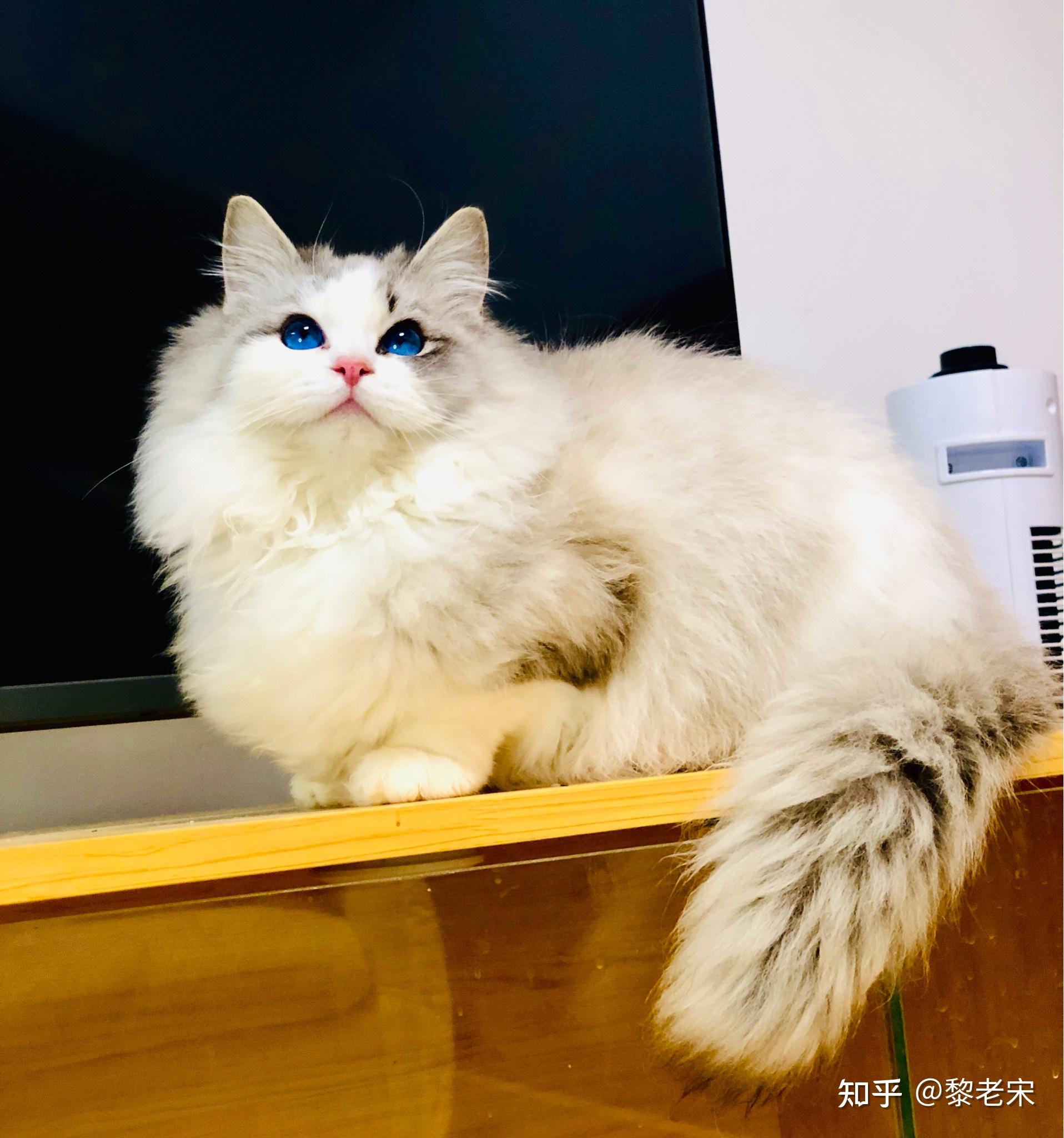 一万三的布偶猫面具不对称影响吗