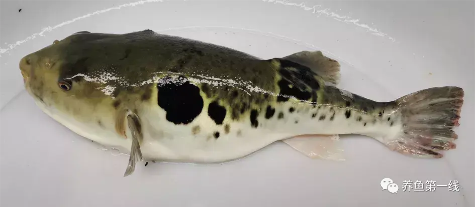 23丝背细鳞鲀stephanolepis cirrhifer主要分布区域:东海,南海24银鲳